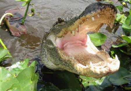 Alligator mouth.jpg